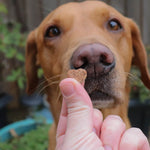 Love Bites - 100% Salmon & Cod - Skipper's Pet Products