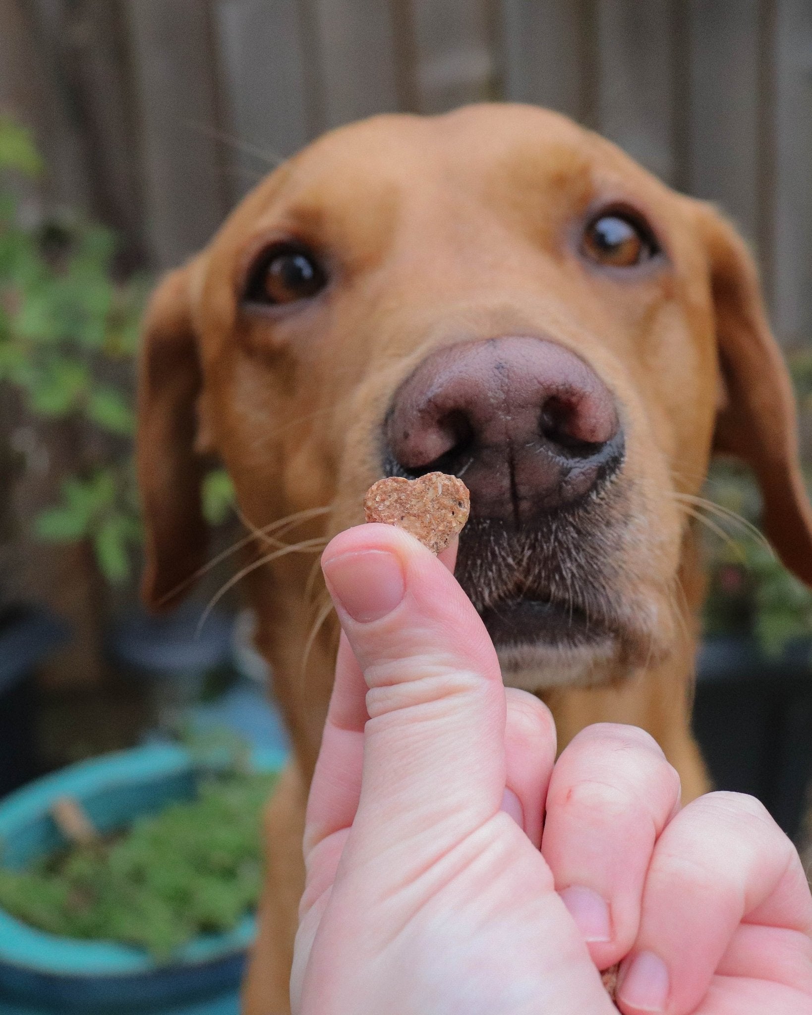 Love Bites - 100% Salmon & Cod - Skipper's Pet Products