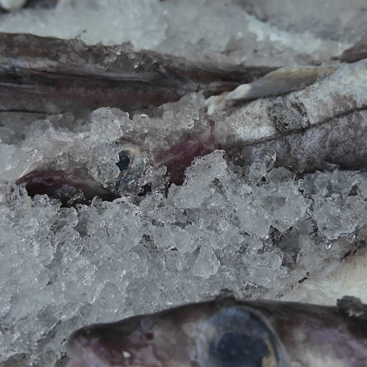 How Skipper's fish skin treats are made in Grimsby: ethically sourced fish skin is cut into shapes and gently air-dried into natural dog chews