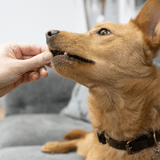Salmon Meat Sticks - Skipper's Pet Products