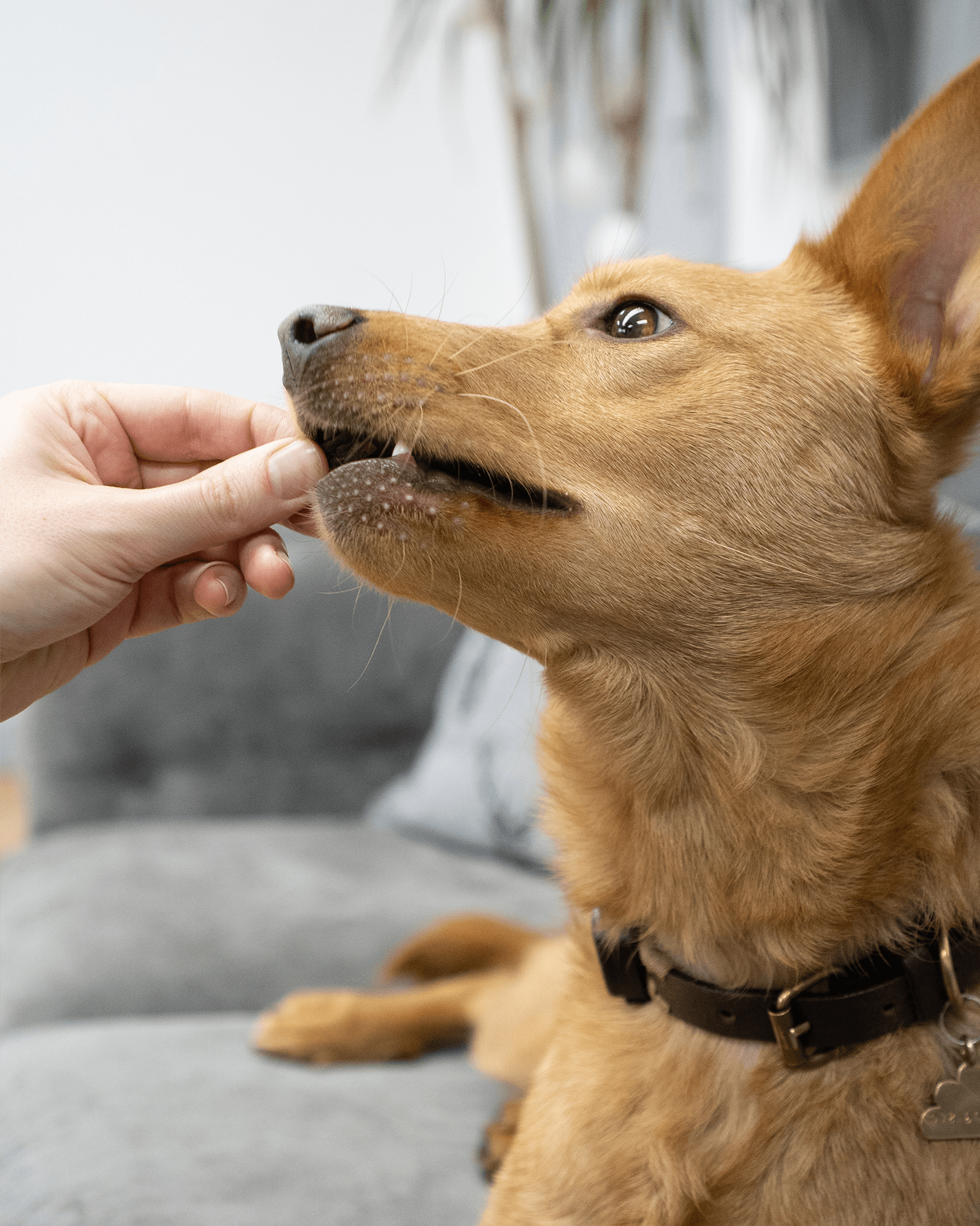Salmon Meat Sticks - Skipper's Pet Products