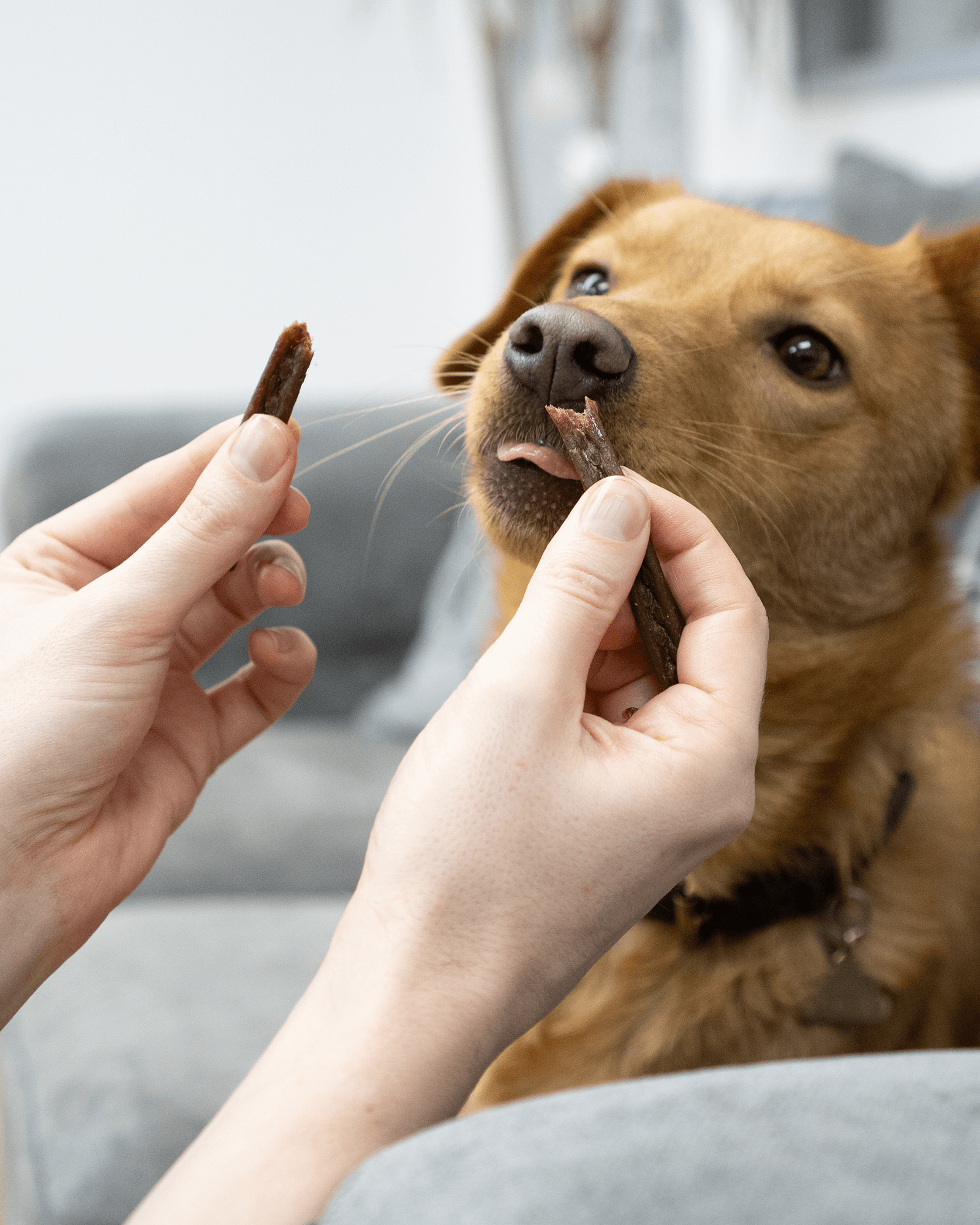 Salmon Meat Sticks - Skipper's Pet Products