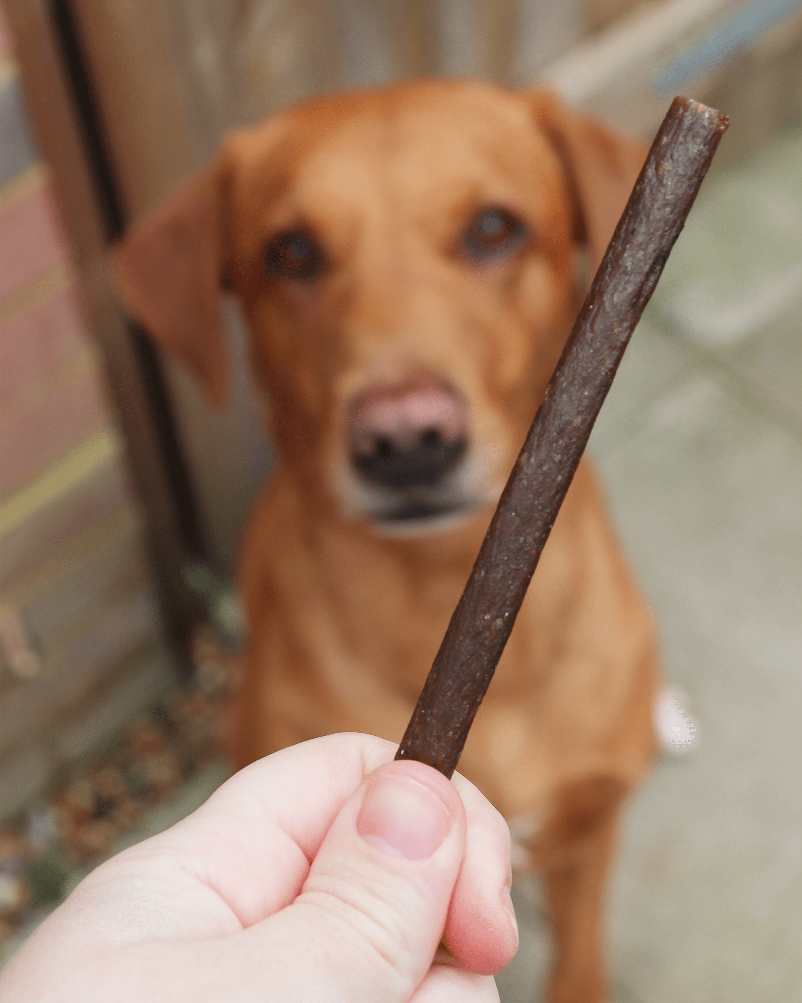 Salmon Meat Sticks - Skipper's Pet Products