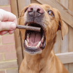 Salmon Meat Sticks - Skipper's Pet Products