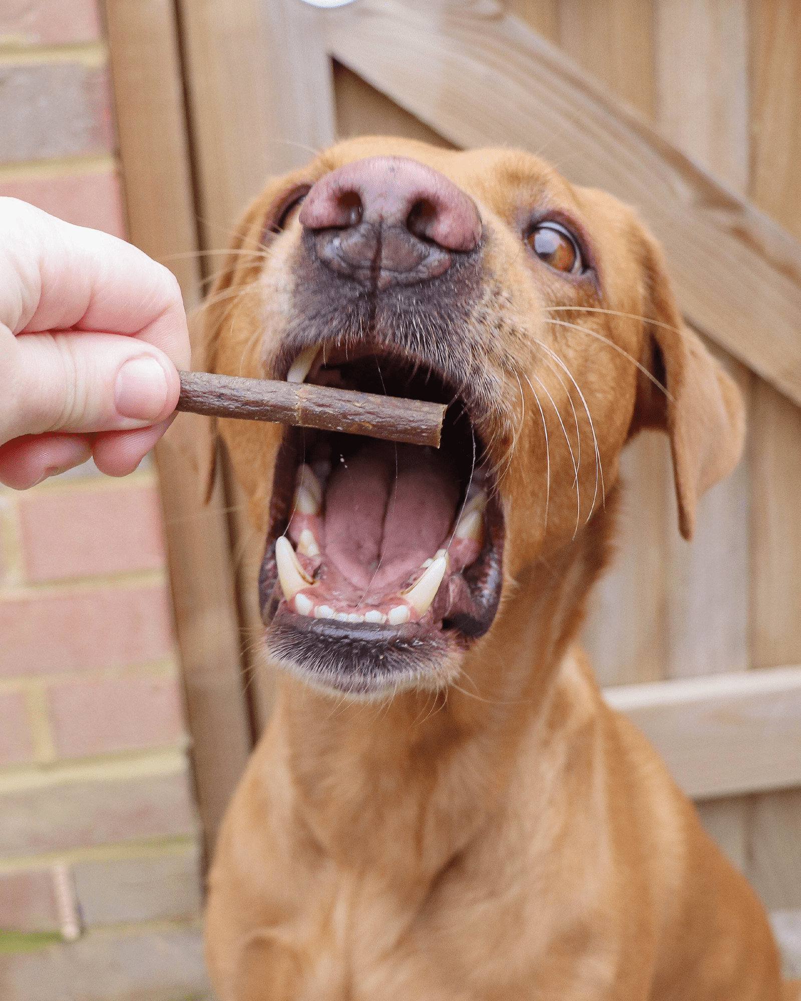 Salmon Meat Sticks - Skipper's Pet Products