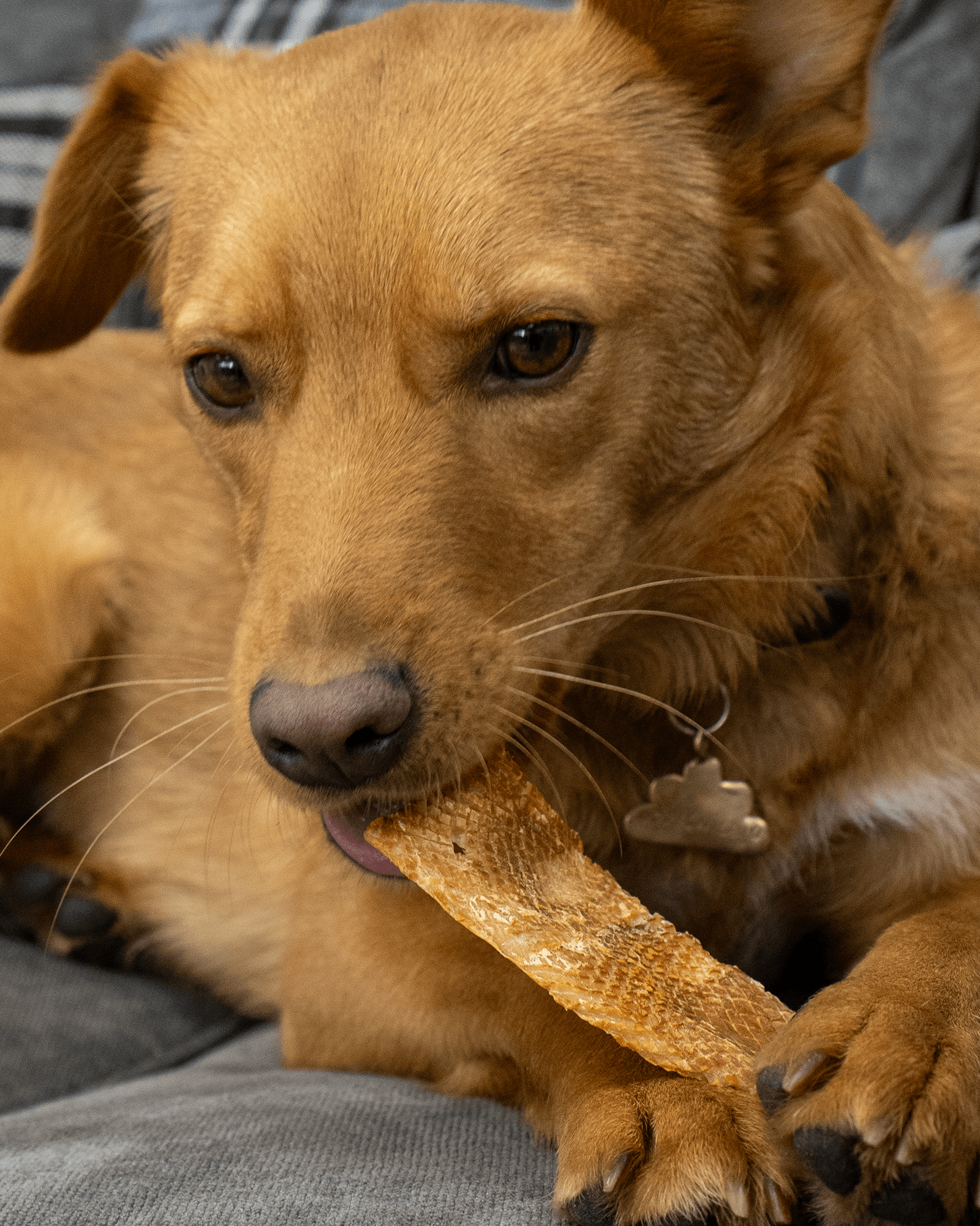 Squid Strips - Skipper's Pet Products