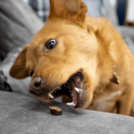 Tasty Turkey Slices - Skipper's Pet Products
