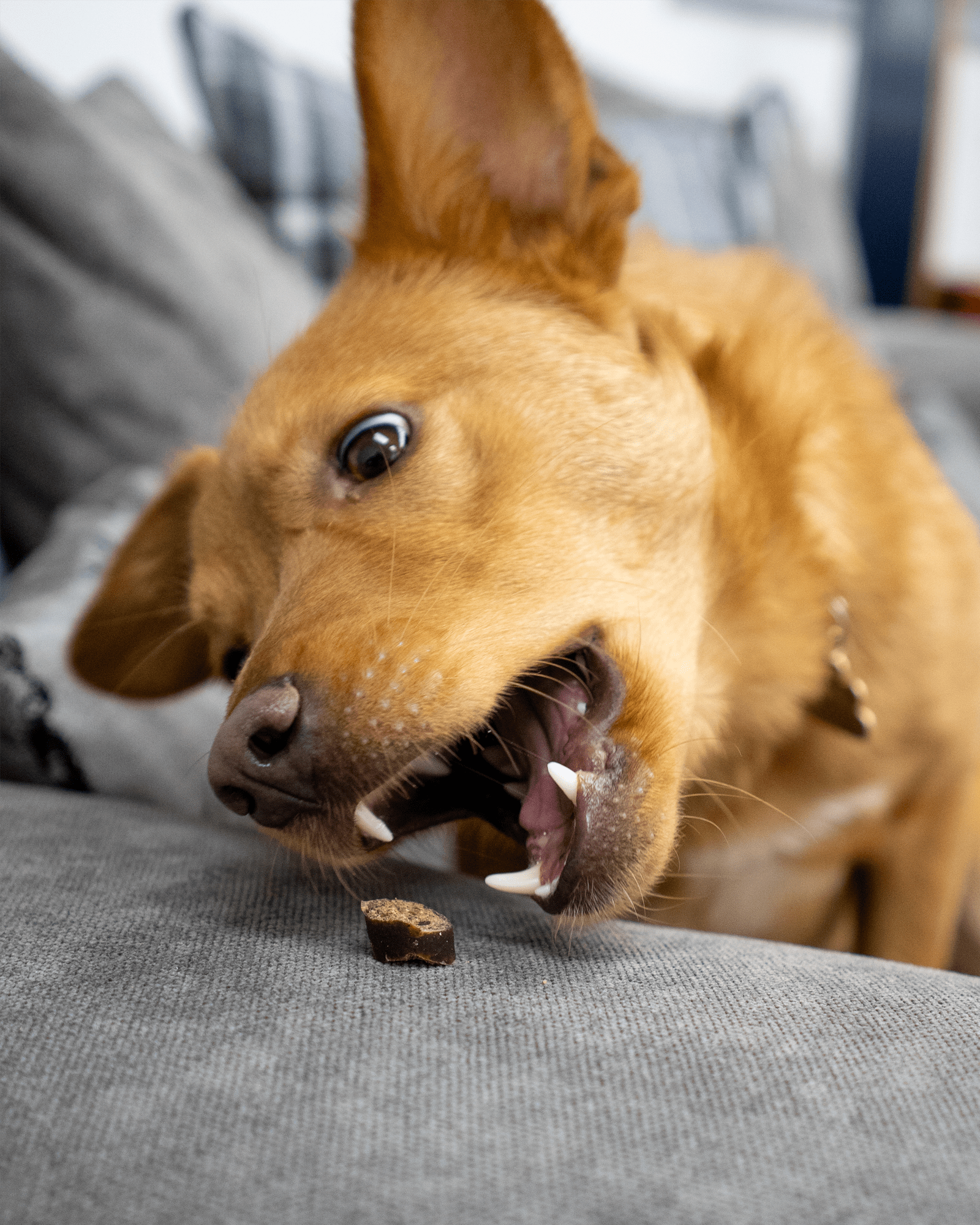 Tasty Turkey Slices - Skipper's Pet Products