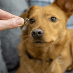 Tasty Turkey Slices - Skipper's Pet Products