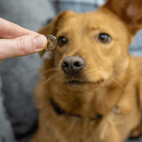 Tasty Turkey Slices - Skipper's Pet Products