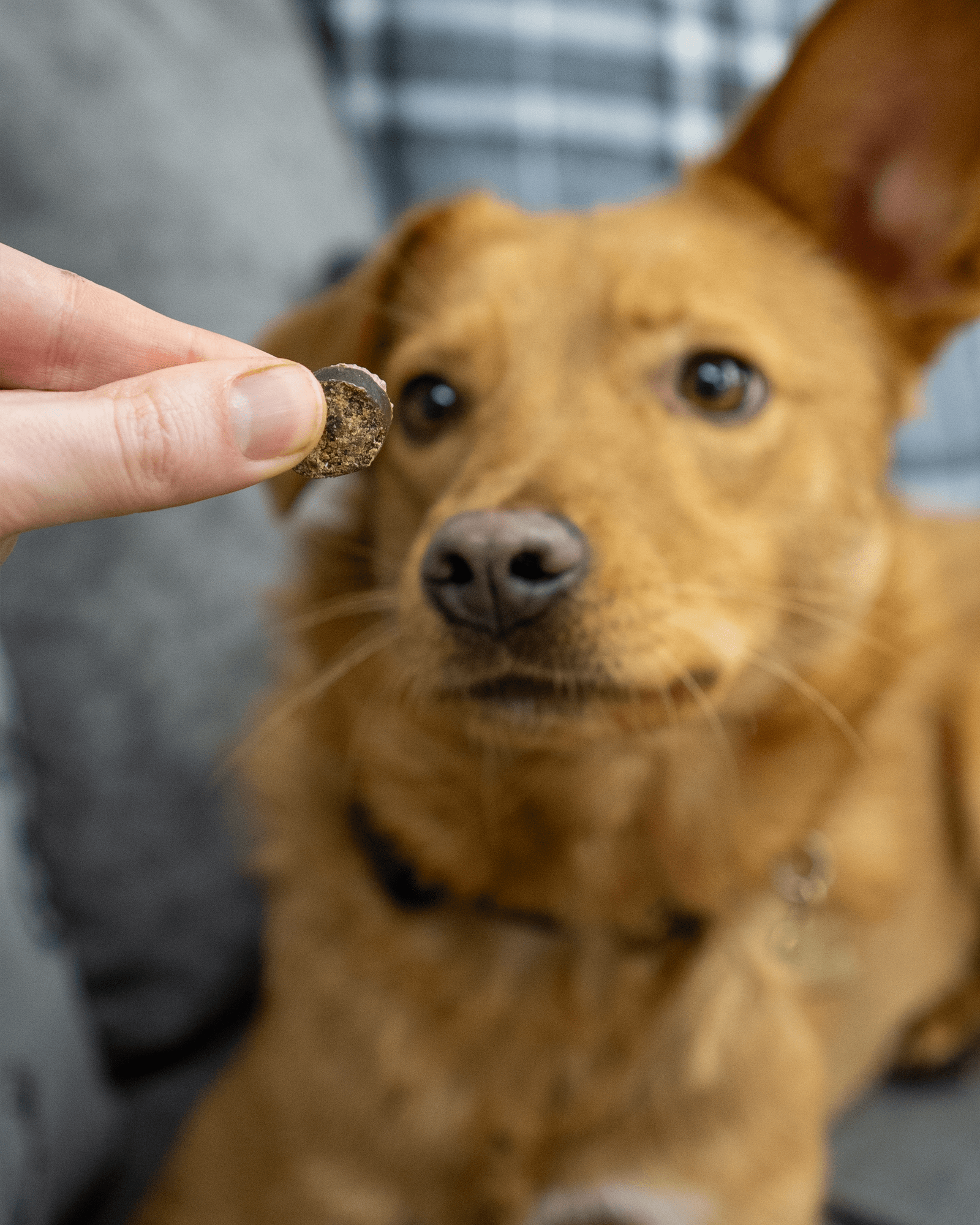 Tasty Turkey Slices - Skipper's Pet Products