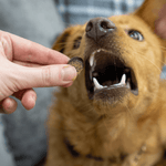 Tasty Turkey Slices - Skipper's Pet Products