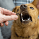 Tasty Turkey Slices - Skipper's Pet Products