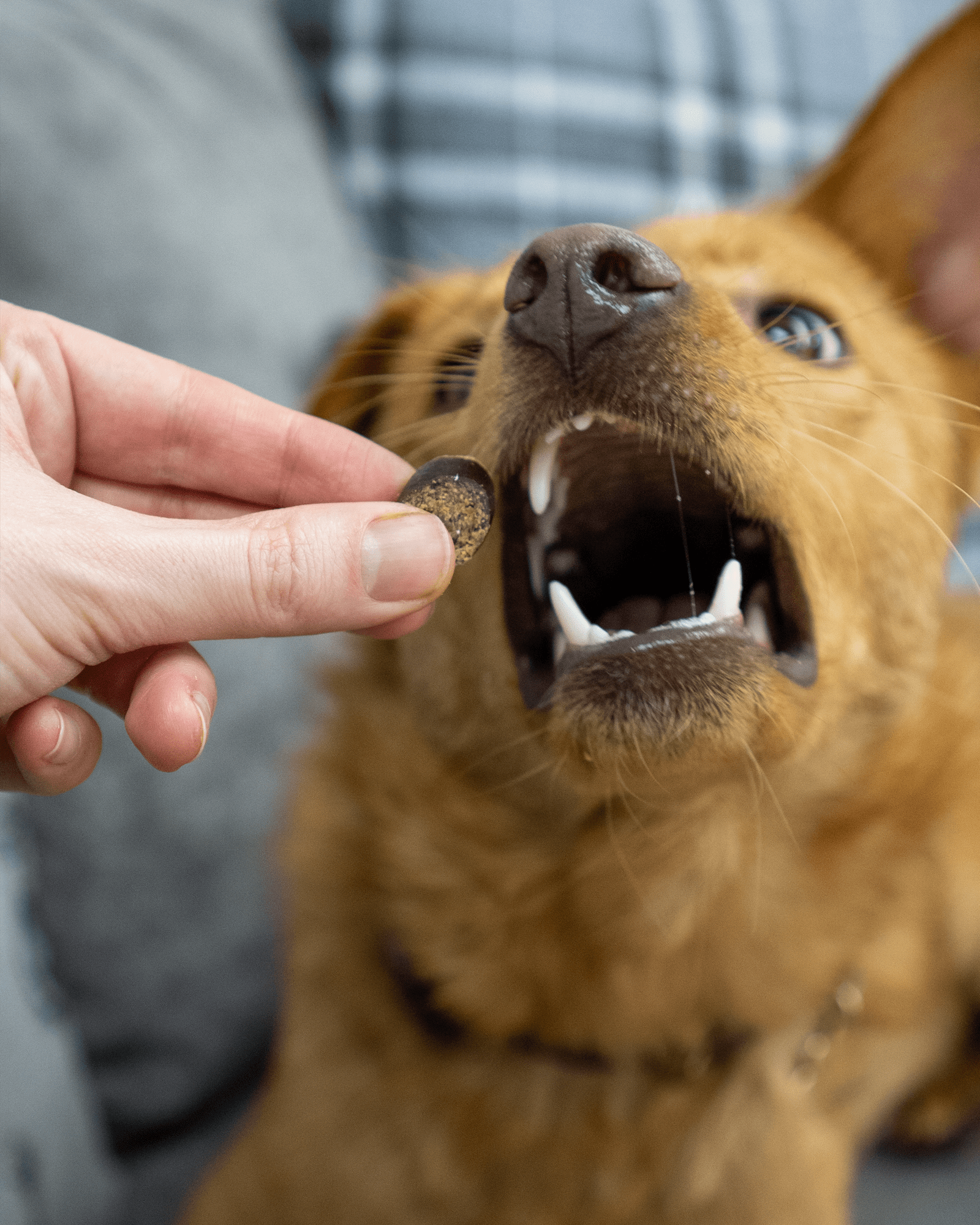 Tasty Turkey Slices - Skipper's Pet Products