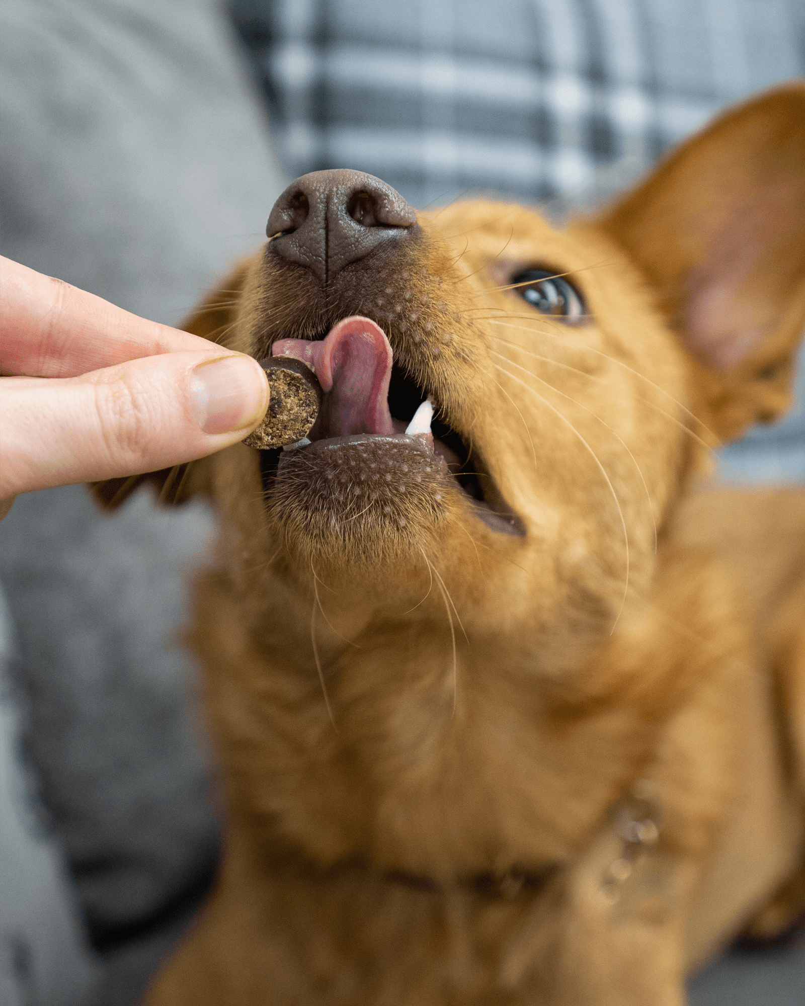 Tasty Turkey Slices - Skipper's Pet Products