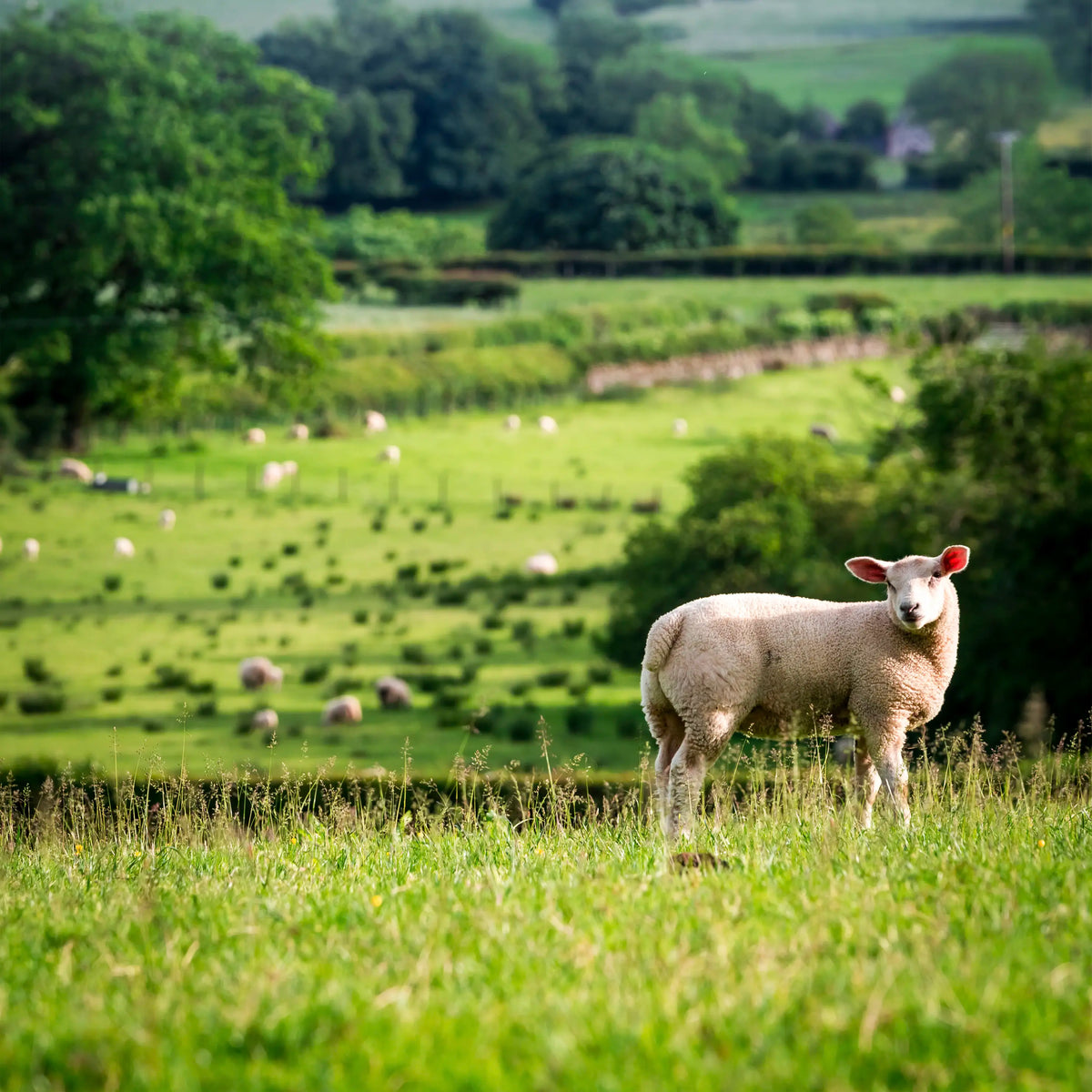 A sheep grazing in a farm field