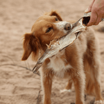 Whole Dried Haddock - Skipper's Pet Products