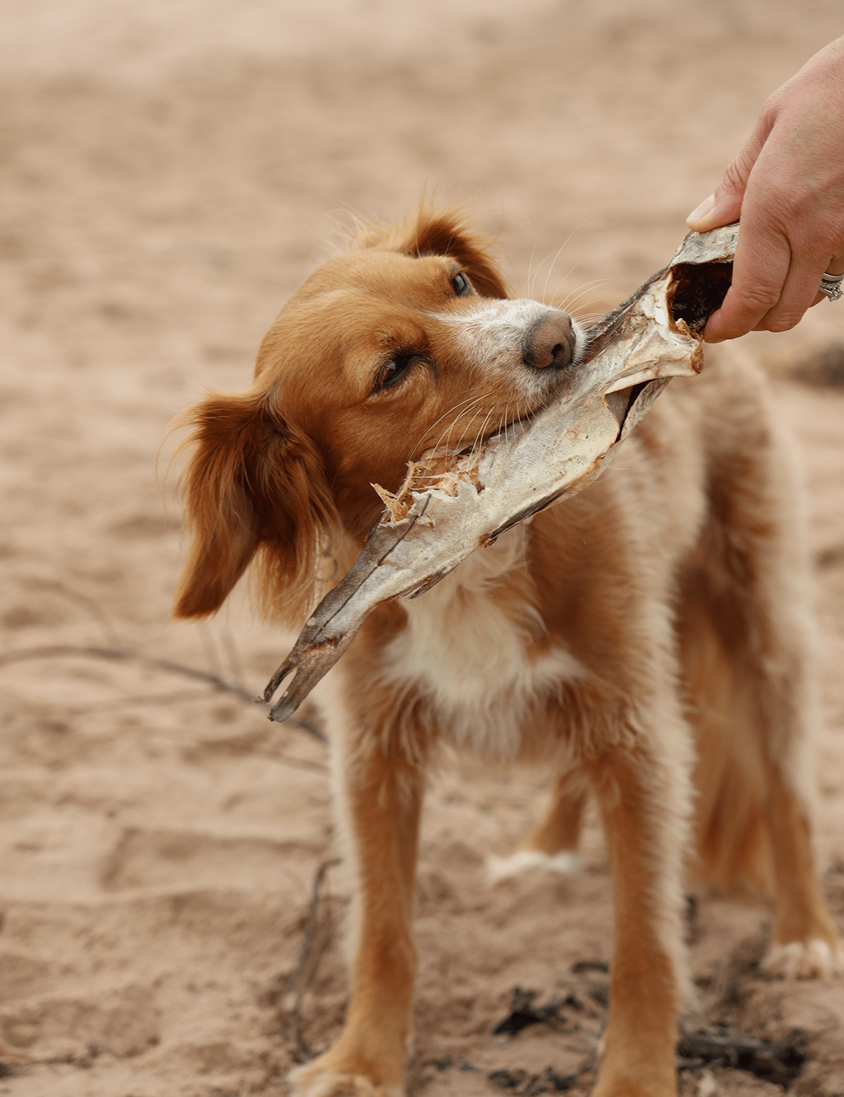 Whole Dried Haddock - Skipper's Pet Products