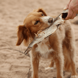 Whole Dried Haddock - Skipper's Pet Products