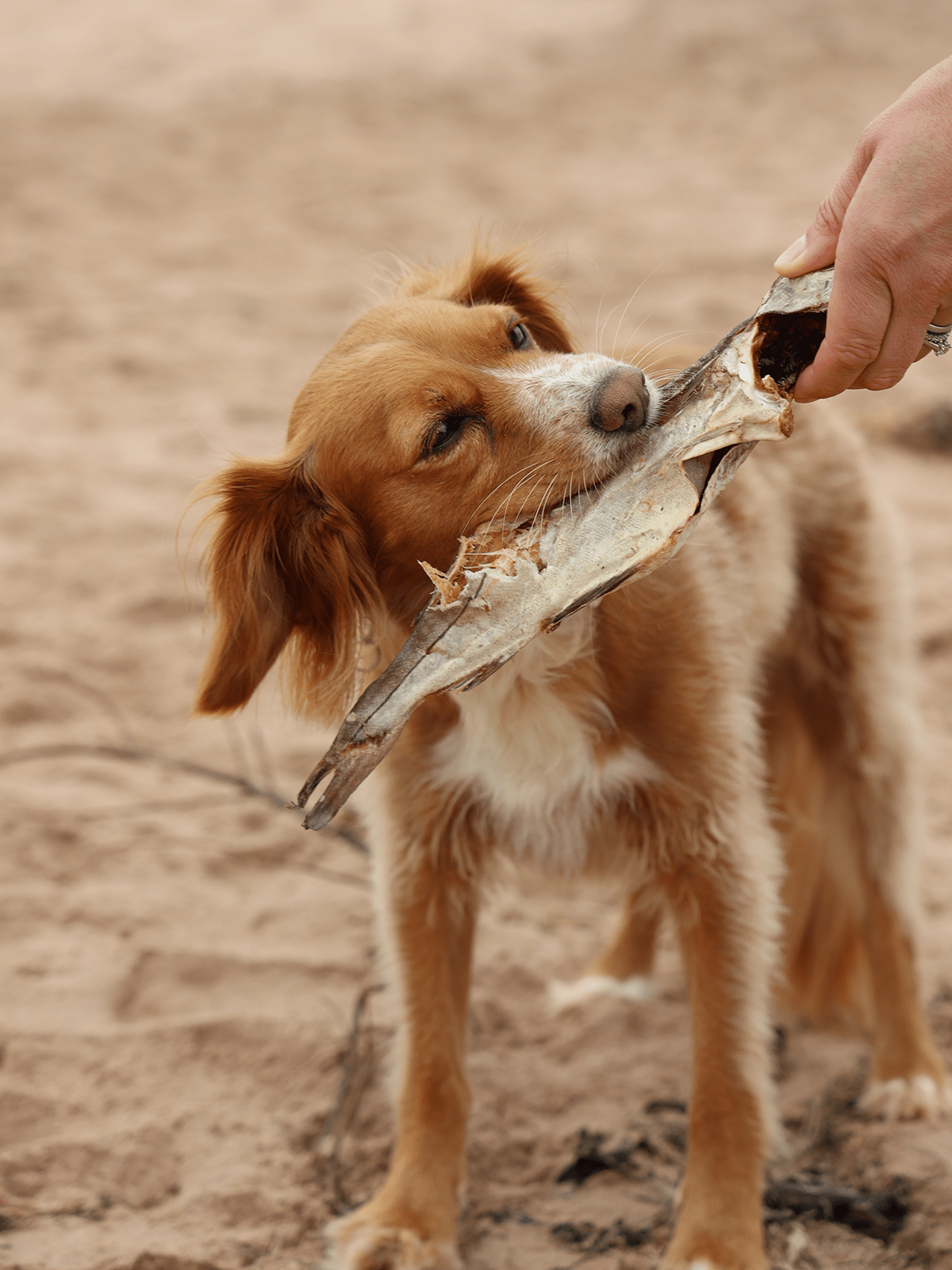 Whole Dried Haddock - Skipper's Pet Products
