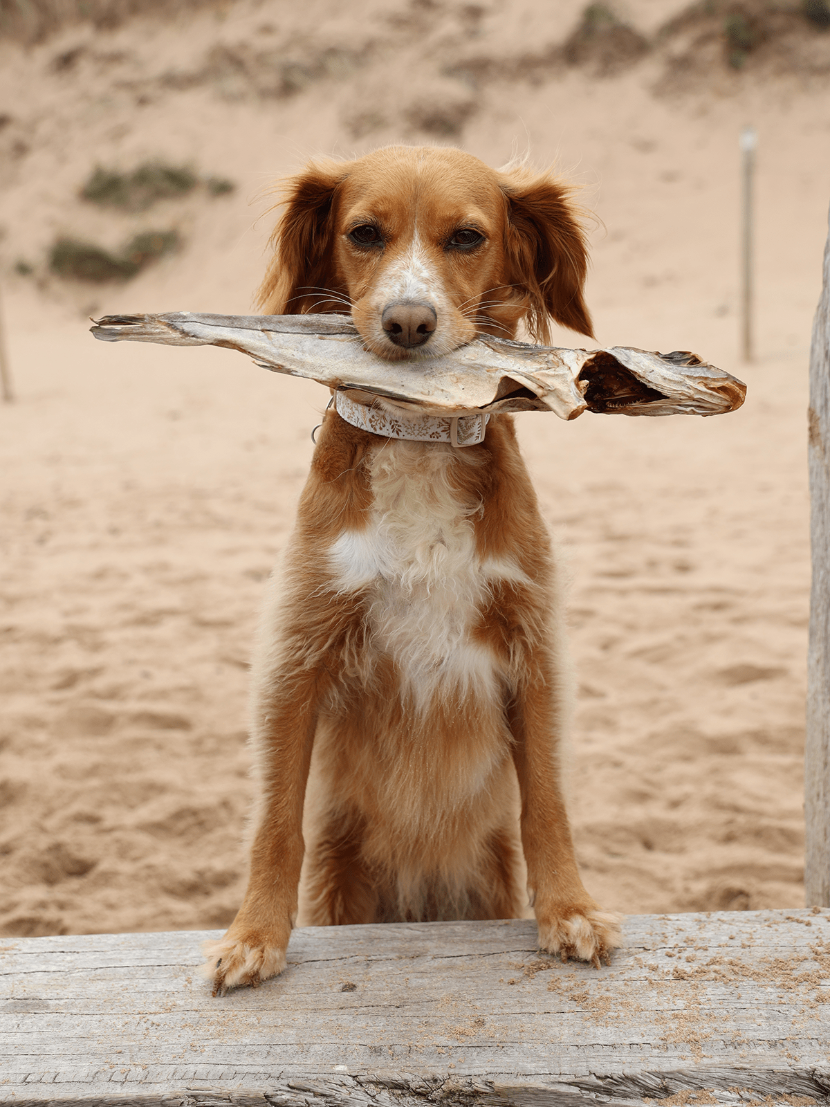 Whole Dried Haddock - Skipper's Pet Products