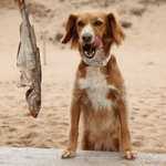 Whole Dried Haddock - Skipper's Pet Products