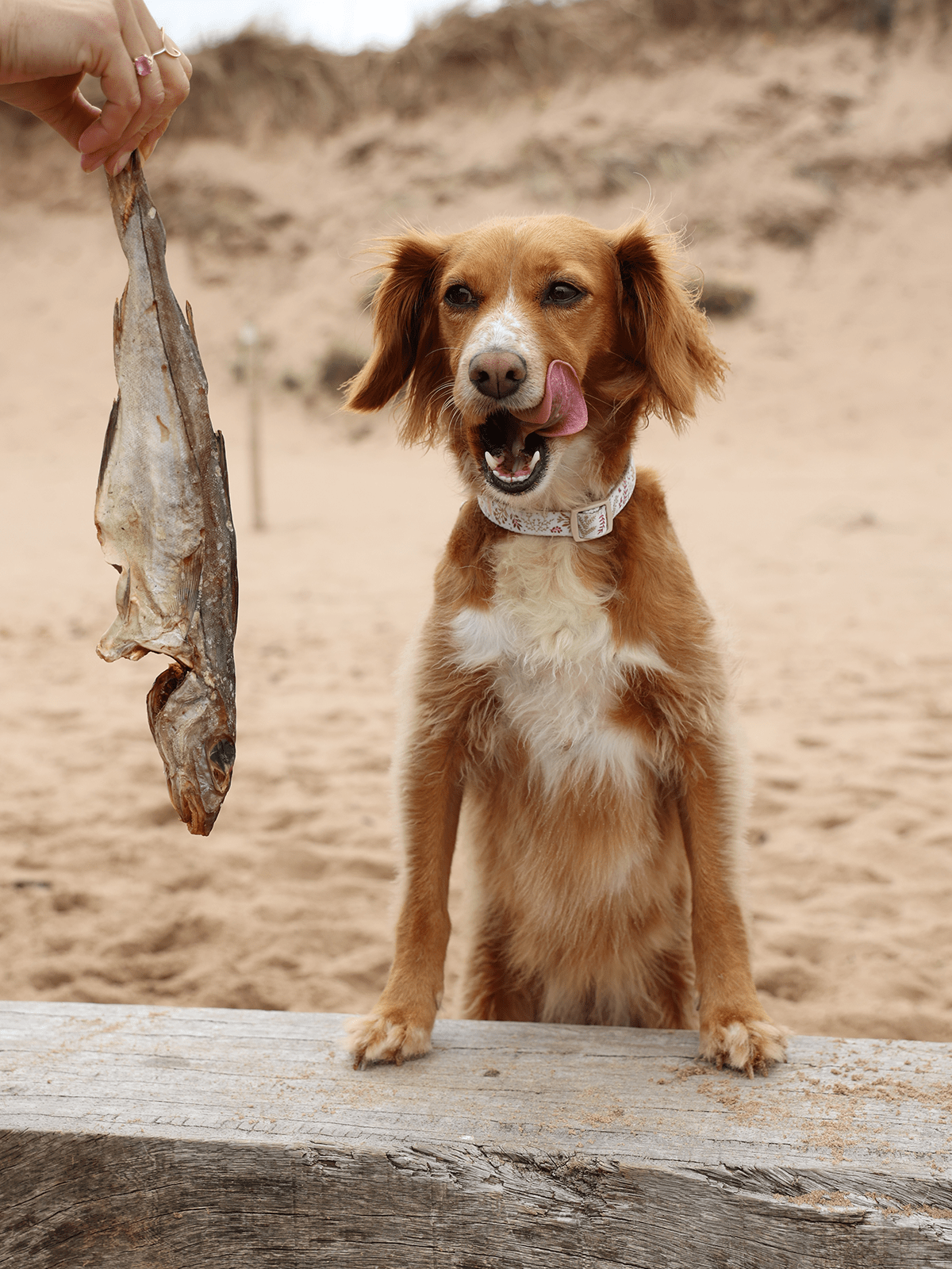 Whole Dried Haddock - Skipper's Pet Products
