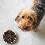 50% Salmon, Trout & Sweet Potato GRAIN FREE Complete Dog Food (Sporting & Working Dog) - Skipper's Pet Products