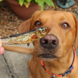 Dried Sprats