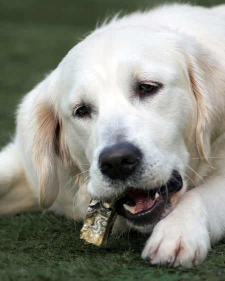 Fishmongers puppy on sale
