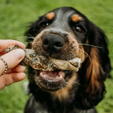 Essential Bundle | Ocean Feast Grain Free Dog Food + Dental Treats + FREE 1L Salmon Oil