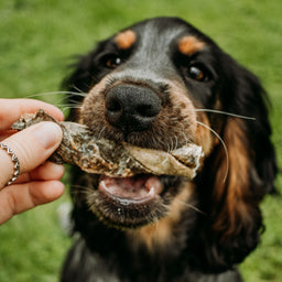 Essential Bundle | Ocean Feast Grain Free Dog Food 12kg + Dental Treats + FREE 1L Salmon Oil