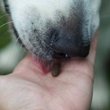 Fish Training Treats