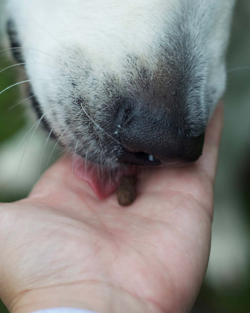 Fish Training Treats