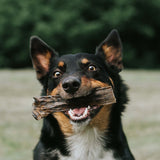 Essential Bundle | Ocean Feast Grain Free Dog Food + Dental Treats + FREE 1L Salmon Oil