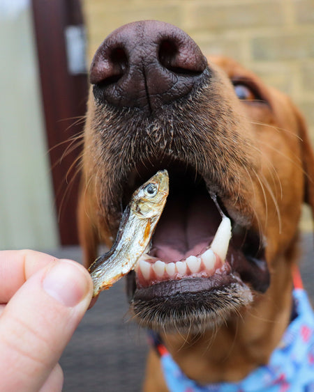 Dried Sprats