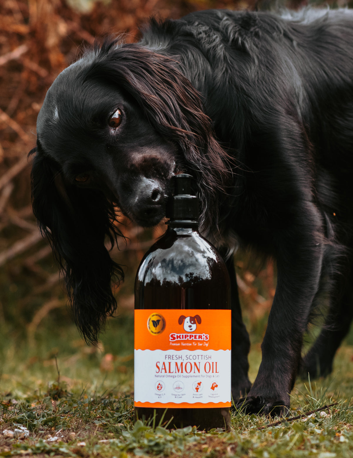 Salmon Oil for Dogs