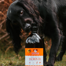 Salmon Oil for Dogs 100 Natural Fish Oil with Omega 3