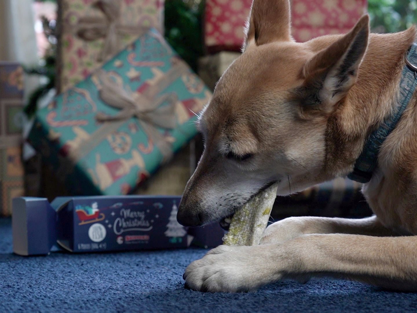 Christmas Cracker with Fish Skin Flatties - Skipper's Pet Products