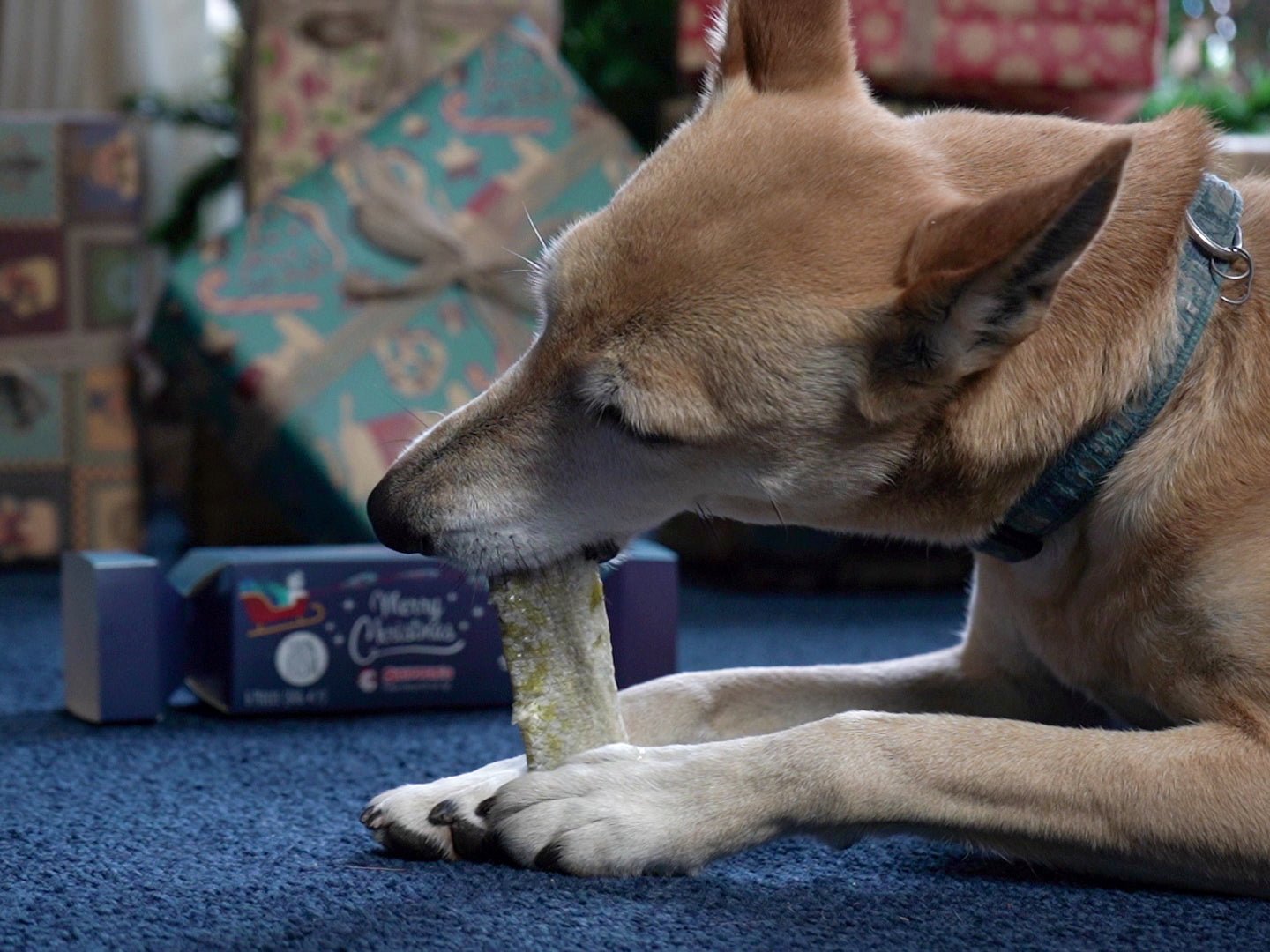 Christmas Cracker with Fish Skin Flatties - Skipper's Pet Products
