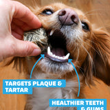 Dental Bundle