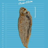 Sole Fish