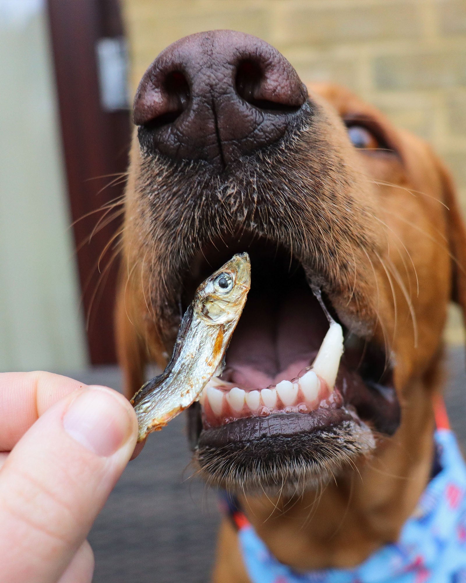 Dried Sprats - Skipper's Pet Products