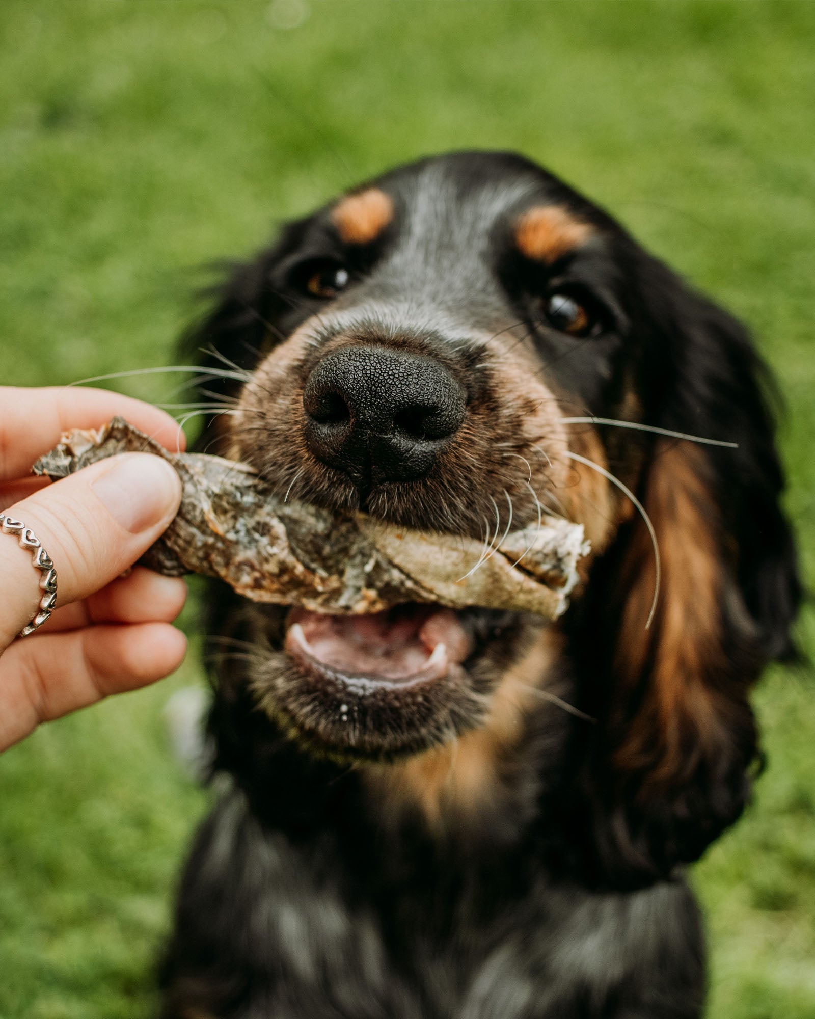 Essential Bundle | Ocean Feast Grain Free Dog Food + Dental Treats + FREE 500ml Salmon Oil - Skipper's Pet Products