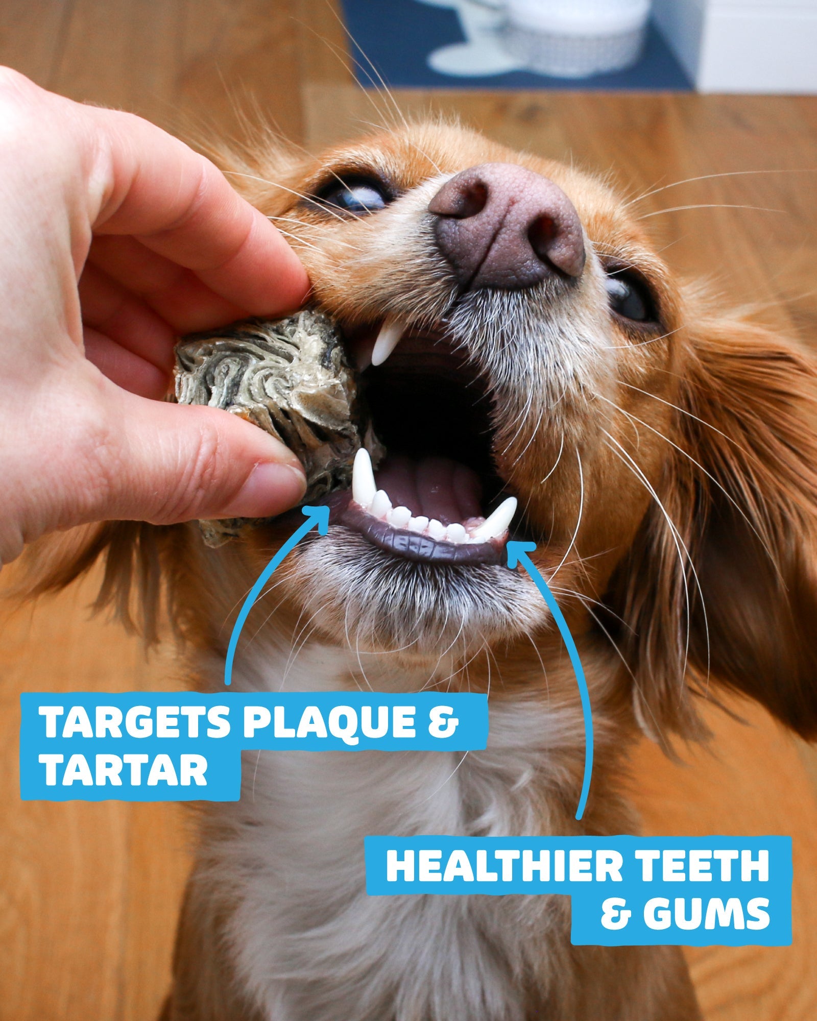 Essential Bundle | Ocean Feast Grain Free Dog Food + Dental Treats + FREE 500ml Salmon Oil - Skipper's Pet Products
