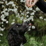 Fish Skin Cubes - Skipper's Pet Products