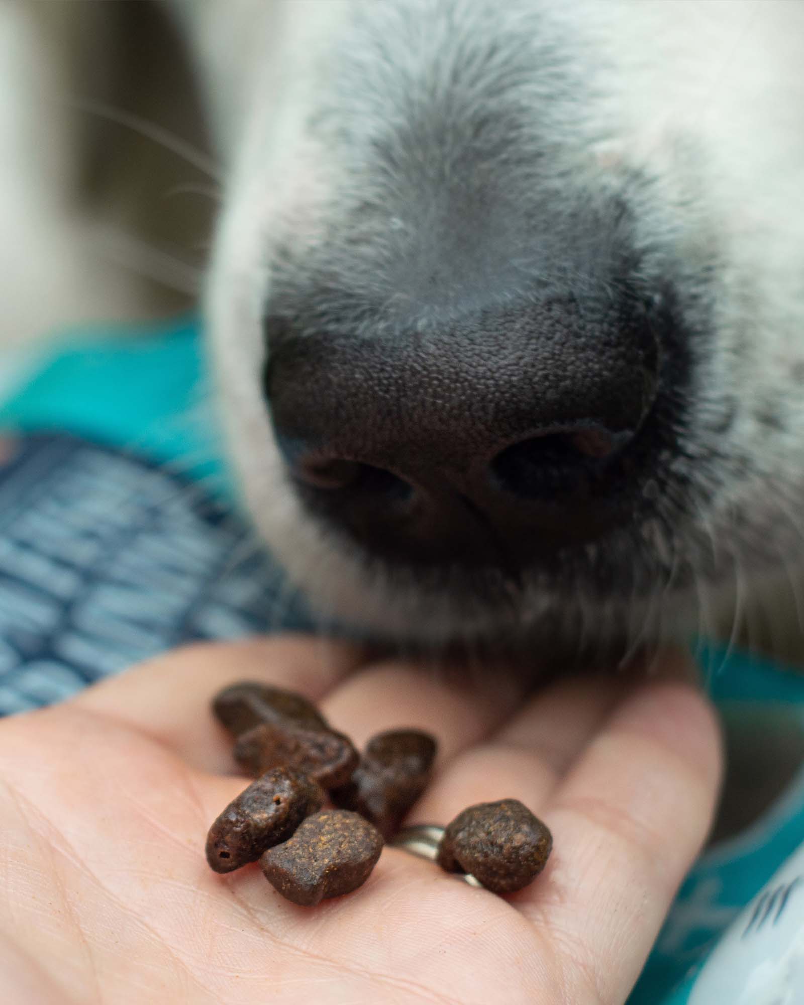 Fish Training Treats - Skipper's Pet Products