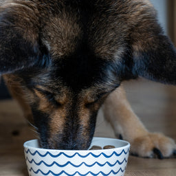 Salmon Potato Working Dog Food Skipper s Pet Products