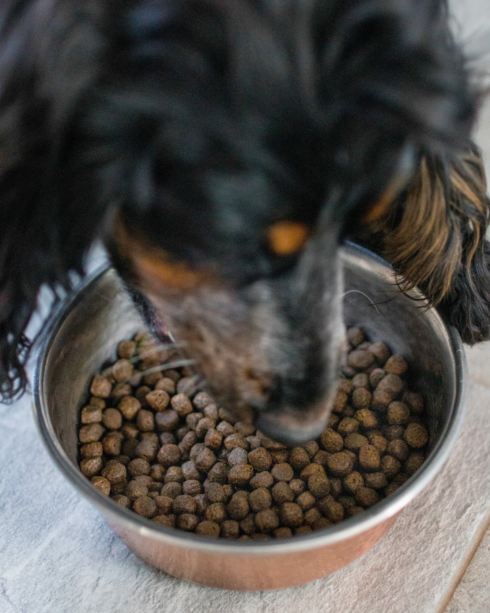 Ocean Puppy Grain Free Complete Food - Skipper's Pet Products