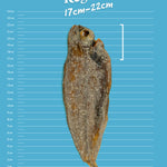 Sole Fish - Skipper's Pet Products